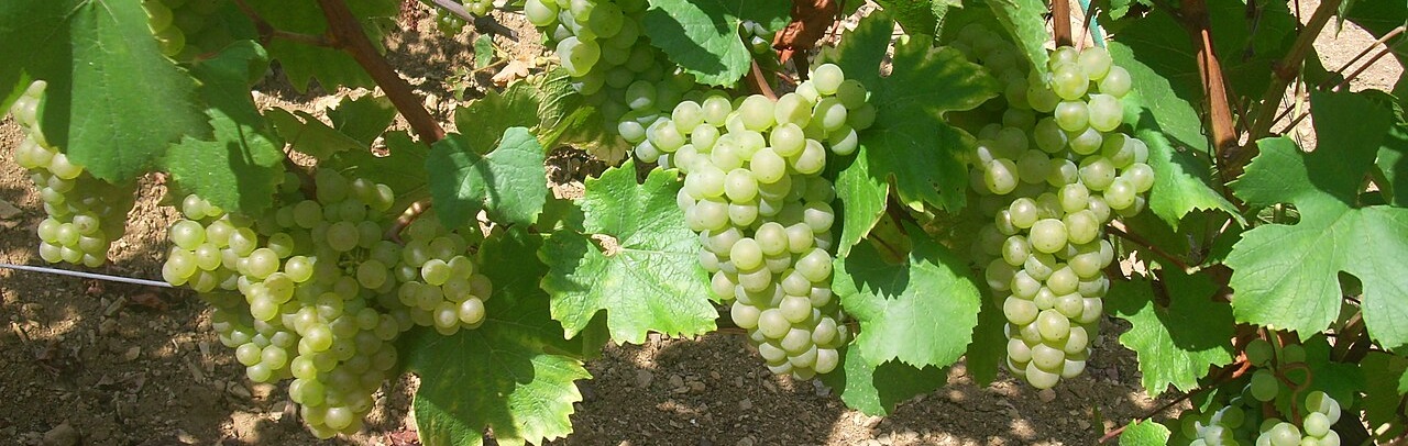 chardonnay_2.jpg
